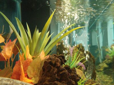 WATER FEATURE/PARTY/FISH TANK ACCESSORIES